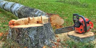 Best Commercial Tree Services  in Lemon Grove, CA