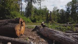 Best Utility Line Clearance  in Lemon Grove, CA