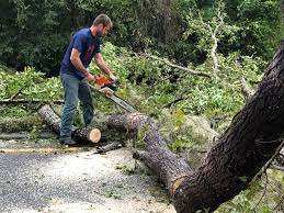 Mulching Services in Lemon Grove, CA