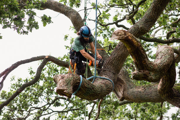 Tree and Shrub Care in Lemon Grove, CA