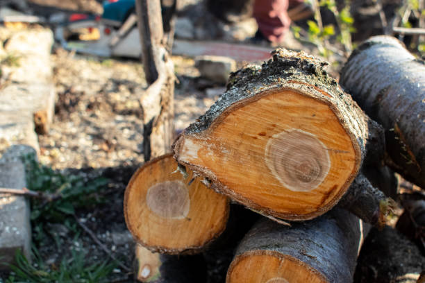 Best Tree Health Inspection  in Lemon Grove, CA