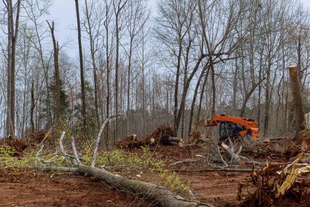 How Our Tree Care Process Works  in  Lemon Grove, CA