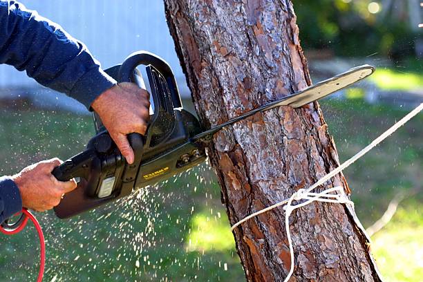 Trusted Lemon Grove, CA Tree Care Experts