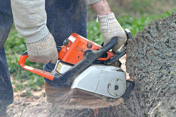  Lemon Grove, CA Tree Care Pros