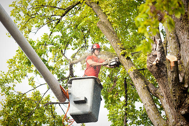 Lemon Grove, CA Tree Care Company