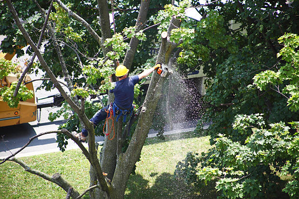 Best Tree Removal  in Lemon Grove, CA