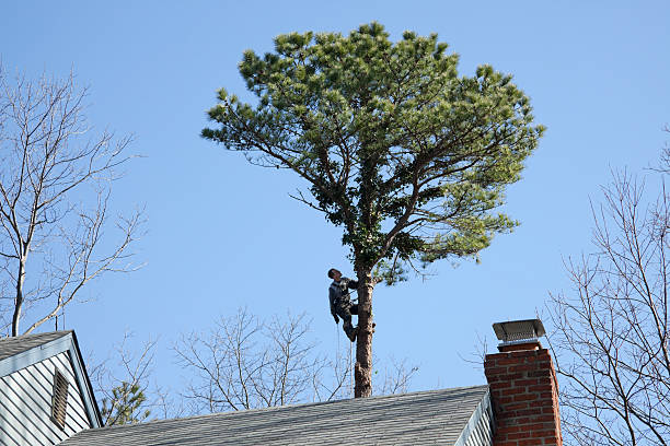 How Our Tree Care Process Works  in  Lemon Grove, CA