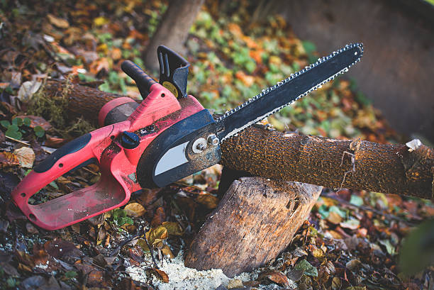 Best Tree Trimming and Pruning  in Lemon Grove, CA