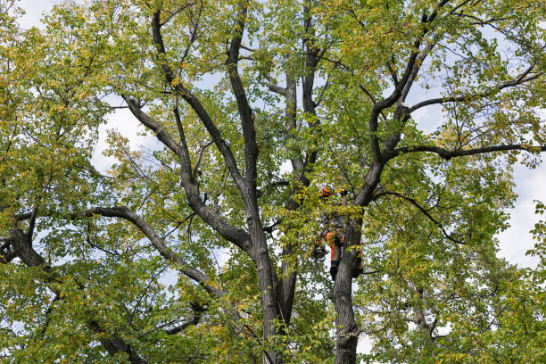 Best Tree Cabling and Bracing  in Lemon Grove, CA